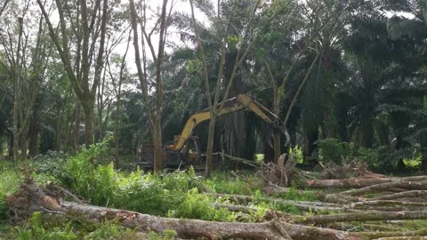 Machine removing or push down para rubber trees Stock-Footage 170035364