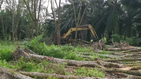 Machine removing or push down para rubber trees Video stock 170035403