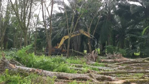 Machine removing or push down para rubber trees Stock-Footage 170035408
