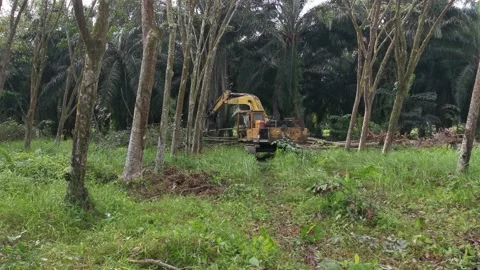 Machine removing or push down para rubber trees Stock-Footage 170035507