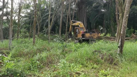 Machine removing or push down para rubber trees Stock-Footage 170035530