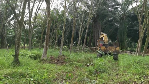 Machine removing or push down para rubber trees Stock-Footage 170035565