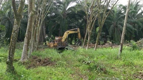 Machine removing or push down para rubber trees Stock-Footage 170035598