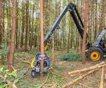 Machine sawing pine trees in forest Stock Photos