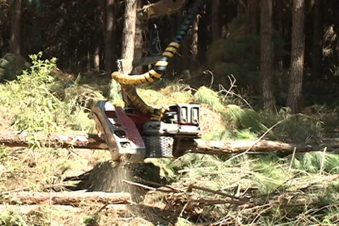 Machine sawing pine wood Video stock 37629419