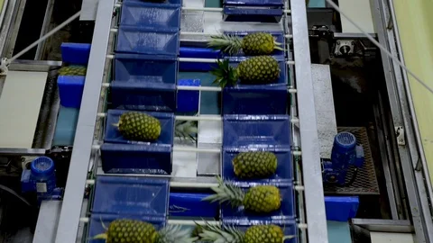A machine separate the pineapple by weight in diferents sites Stock Footage 123556960