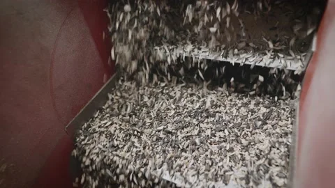 The machine separates the husk from the sunflower kernels. Stock Footage 166489220