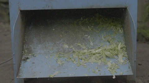 The machine separates pineapple leaves from their fibers, turning them into thr 스톡 동영상 167373420
