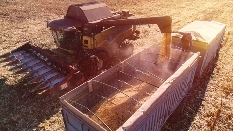Machine for separating corn grains working on field and filling tractor trailer  Stock Footage 120986681
