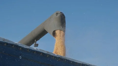 Machine for separating corn grains working on field and filling tractor trailer  Stock Footage 120986887