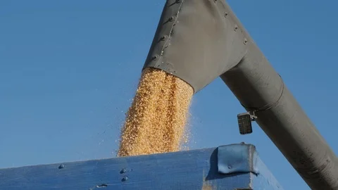 Machine for separating corn grains working on field and filling tractor trailer  Stock Footage 120987064