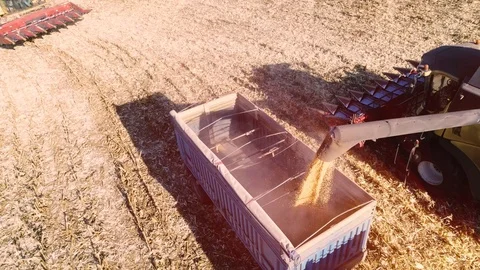 Machine for separating corn grains working on field and filling tractor trailer  Stock Footage 120987176