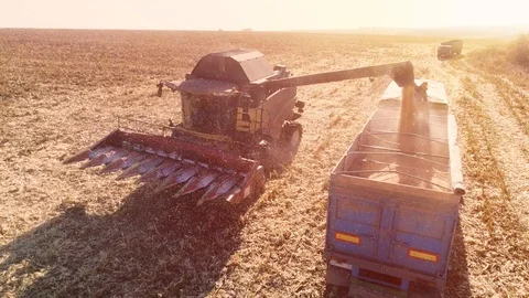 Machine for separating corn grains working on field and filling tractor trailer  Stock Footage 120987677