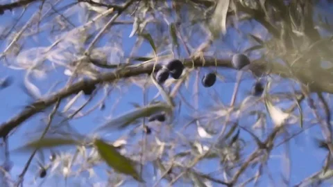 Machine shakes olive tree as they drop in slow motion Stock Footage
