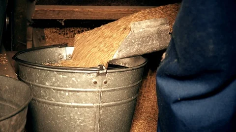 Machine sifting grain and worker hands draw oat and pour into bucket Stock Footage 94979365
