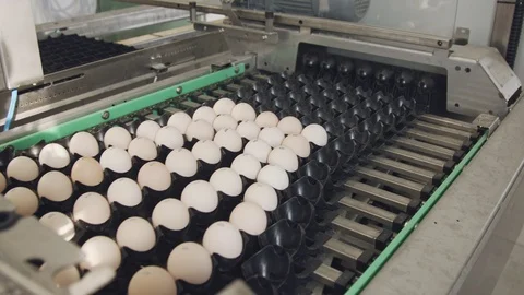 Machine sorting fresh eggs in a chicken farm Stock Footage 100650027