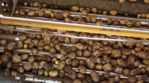 Machine sorting potatoes Stock Footage 60255704