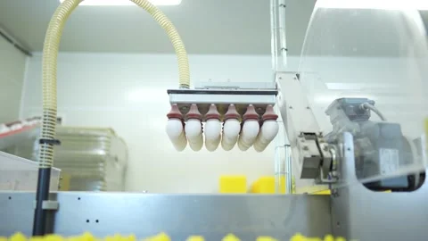 A machine sorts eggs on a processing line. It picks up eggs using special Stock Footage 330912771