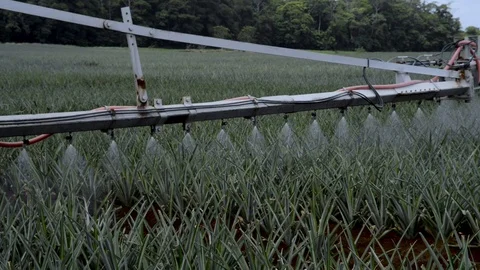 A machine sprays hervicide over the pineapple field in the town of Pital , Stock Footage 123556956