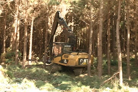 Machine tipping pine 库存影片 37628491