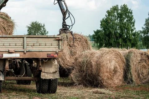 Machine unloads a haystack. Preparing for winter on the farm. Stock Photos