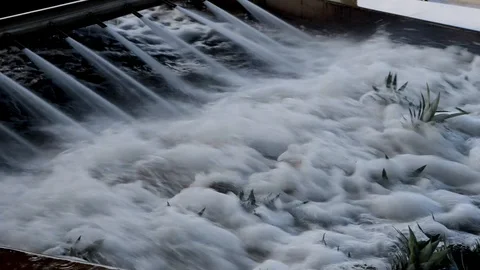 A machine washed pineapple before they enter in to the processing plant in Stock Footage 123557046