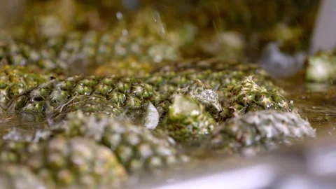 Machine washing pineapples in a industrial process Stock Footage 249245853