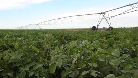 Machine for watering the vegetation 스톡 동영상 81458552