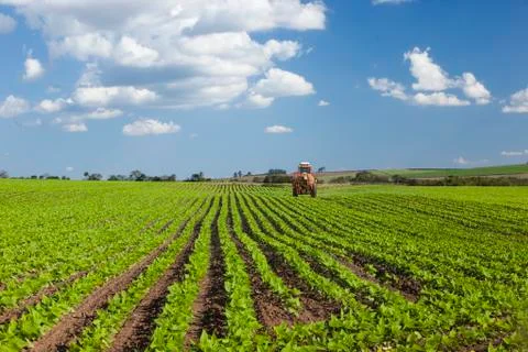 Machine working at peanut field under a blue sky. Stock Photos