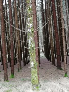 Machinel planted   trees Foto stock