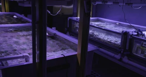 Machines in aquarium that simulate marine ecosystem Stock Footage 93602028