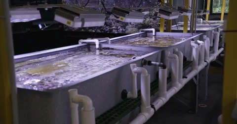 Machines in aquarium that simulate marine ecosystem Stock Footage 93602236