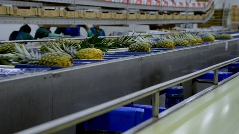 The machines take the pineapples to the packing process Stock Footage 123556964