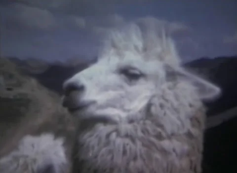 Machu Picchu - 1973 Stock Footage 231807943