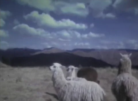 Machu Picchu - 1973 Stock Footage 231807944