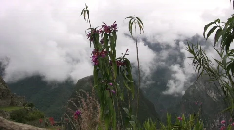 Machu picchu flowers Stock Footage 377309