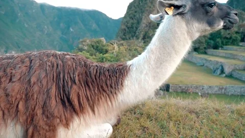 Machu Picchu llama Stock Footage 77884646
