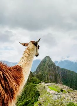 Machu Picchu in Peru Stock Photos