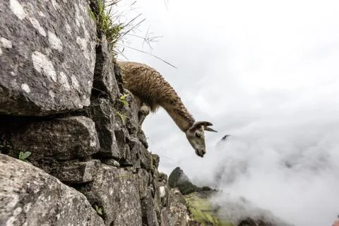 Machu Picchu , Peru, Stock Photos