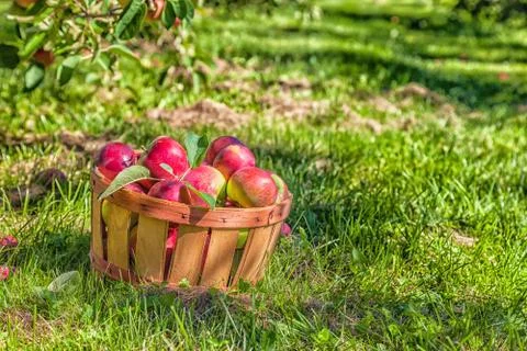 Macintosh apples Stock Photos