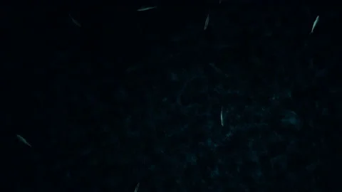 Mackarel fish on the bottom of the ocean, high angle view, 4K Video stock 160549574