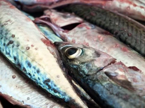 Mackarel fish close up 스톡 사진