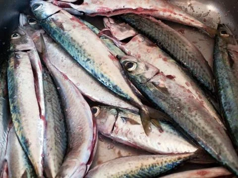 Mackarel fish Stock Photos