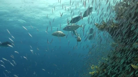 Mackarels hunting Vídeo Stock 59534823