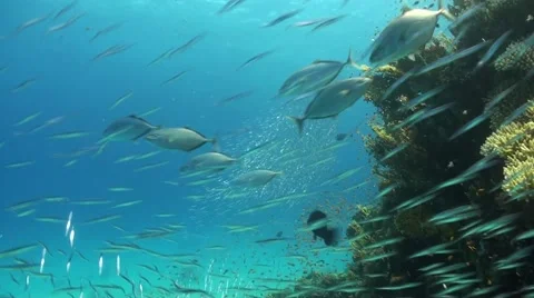 Mackarels hunting Stock Footage 59534865