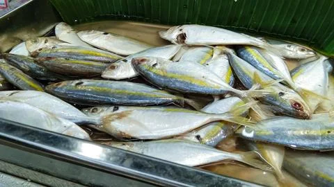 Mackerel, also known internationally as Rastrelliger kanagurta, is also kno.. Stock Photos