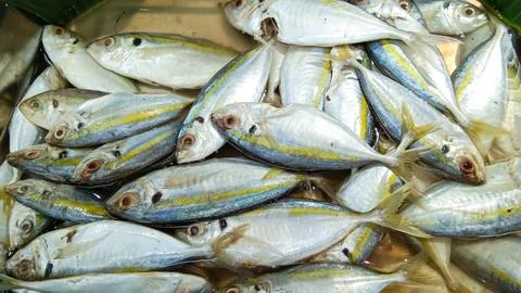 Mackerel, also known internationally as Rastrelliger kanagurta, is also kno.. Stock Photos
