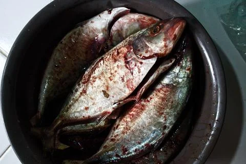 The mackerel in the basin has been cleaned Foto stock