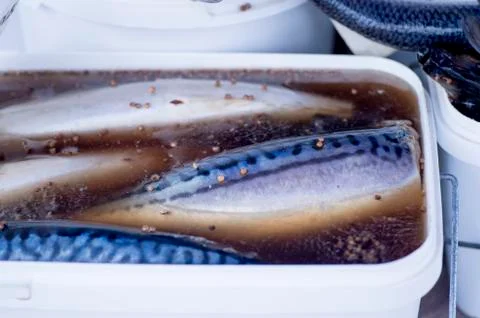 Mackerel in brine with spices in a white rectangular container on the counter Stock Photos