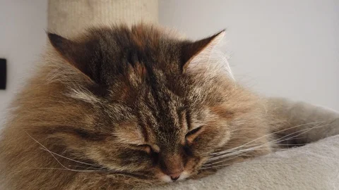 Mackerel cat in relax on the scratching post Vídeo Stock 127291912